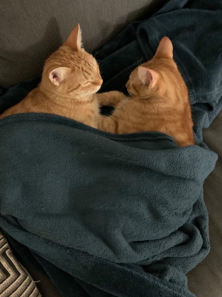 my orange baby cats