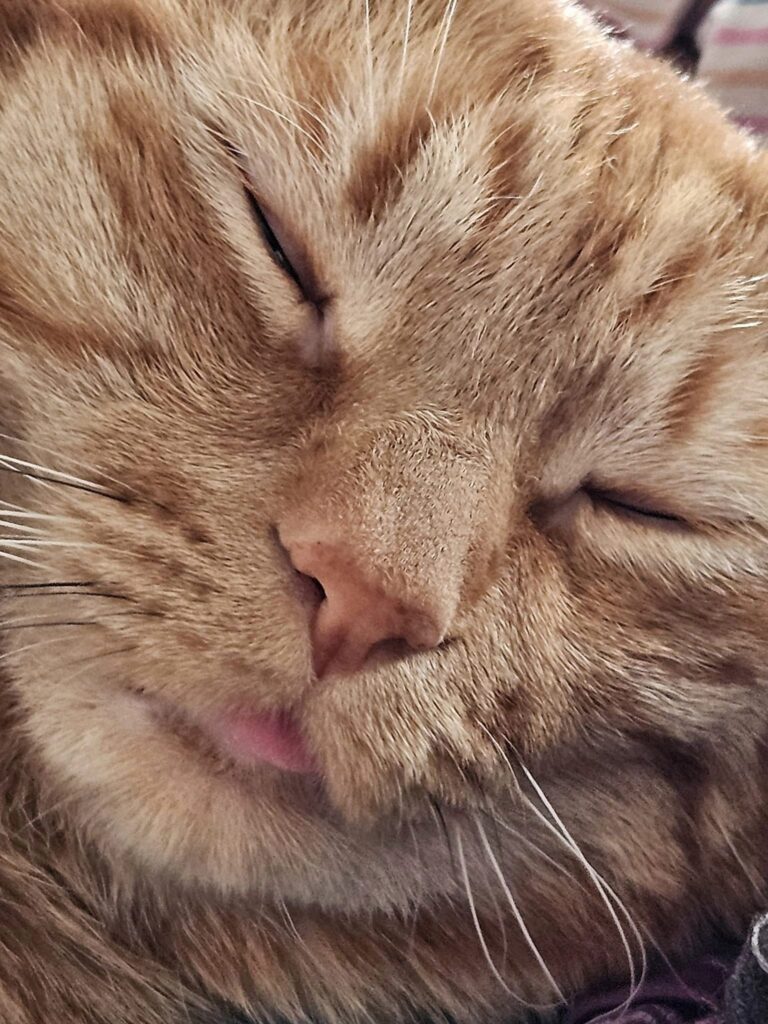 orange tabby cat with tongue sticking out